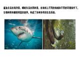 苏科版生物七年级上册 3.1 多种多样的生态系统（第2课时） 同步课件