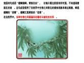 苏科版生物七年级上册 3.2 生态系统中不同生物之间的食物关系（第1课时） 同步课件