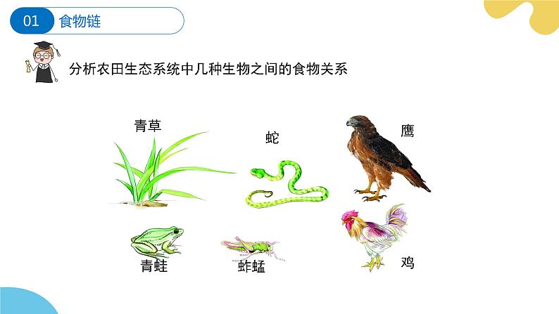 苏科版生物七年级上册 3.2 生态系统中不同生物之间的食物关系（第1课时） 同步课件08