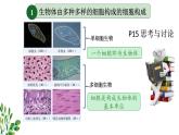 苏科版生物七年级上册 3.4.1细胞是生物体结构和功能的基本单位 同步课件