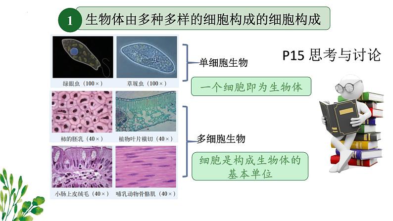 苏科版生物七年级上册 3.4.1细胞是生物体结构和功能的基本单位 同步课件04