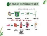 苏科版生物七年级上册 3.4.1细胞是生物体结构和功能的基本单位 同步课件