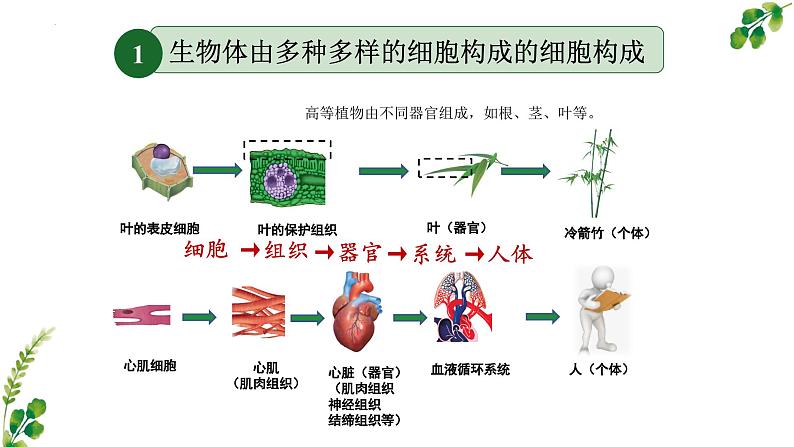 苏科版生物七年级上册 3.4.1细胞是生物体结构和功能的基本单位 同步课件05