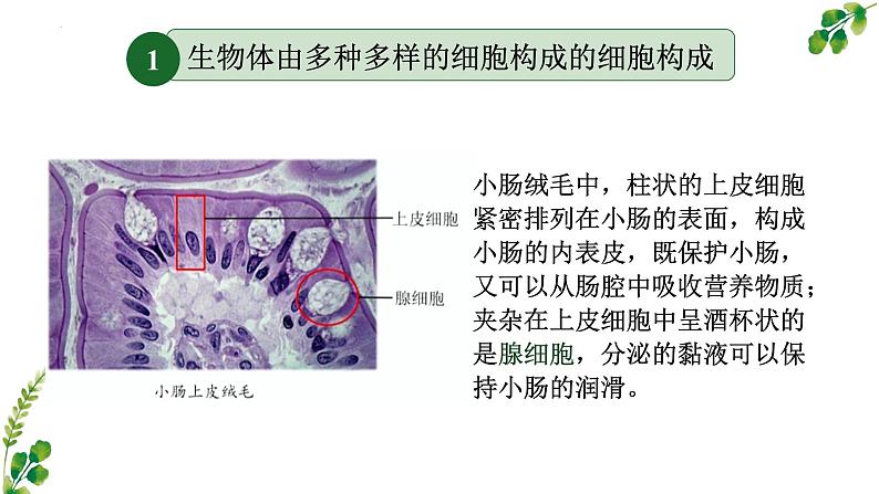 苏科版生物七年级上册 3.4.1细胞是生物体结构和功能的基本单位 同步课件06