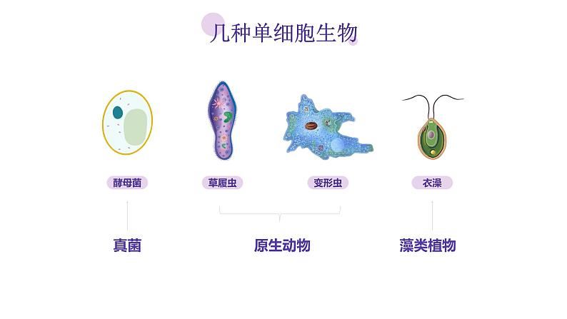 苏科版生物七年级上册 3.4.2单细胞生物 同步课件04