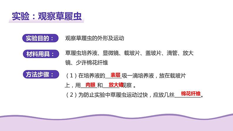 苏科版生物七年级上册 3.4.2单细胞生物 同步课件07