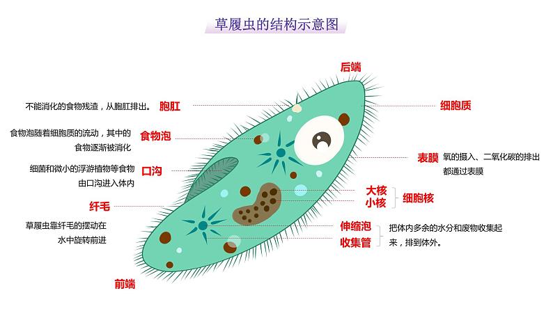 苏科版生物七年级上册 3.4.2单细胞生物 同步课件08