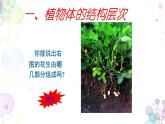 苏科版生物七年级上册 3.5.2多细胞生物体的结构层次 同步课件