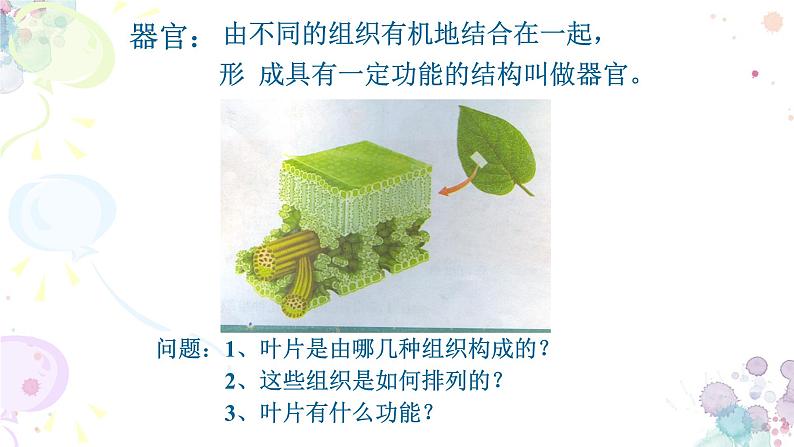 苏科版生物七年级上册 3.5.2多细胞生物体的结构层次 同步课件03