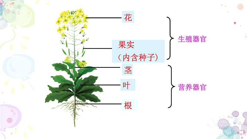 苏科版生物七年级上册 3.5.2多细胞生物体的结构层次 同步课件04