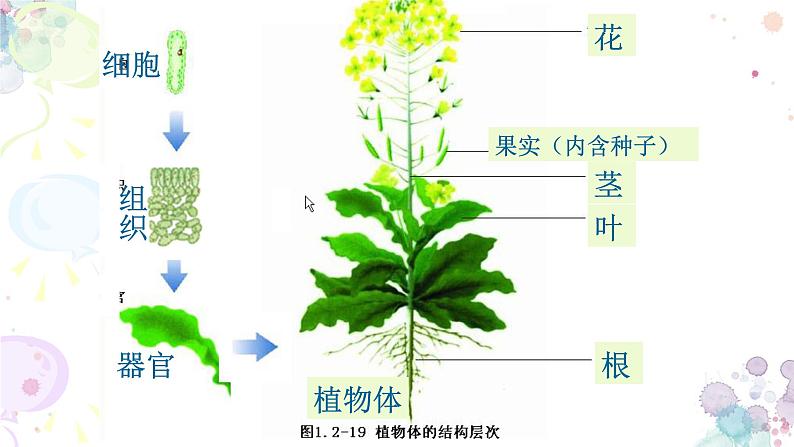 苏科版生物七年级上册 3.5.2多细胞生物体的结构层次 同步课件05