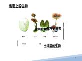苏科版生物七年级上册 3.6.1生物的命名 同步课件