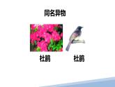 苏科版生物七年级上册 3.6.1生物的命名 同步课件