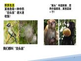 苏科版生物七年级上册 3.6.1生物的命名 同步课件