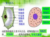 苏科版生物七年级上册 3.5.1细胞的分裂和分化 同步课件