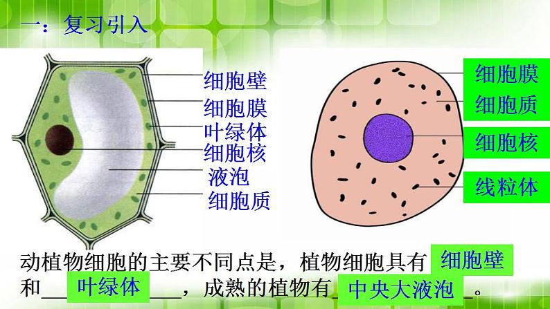 苏科版生物七年级上册 3.5.1细胞的分裂和分化 同步课件02