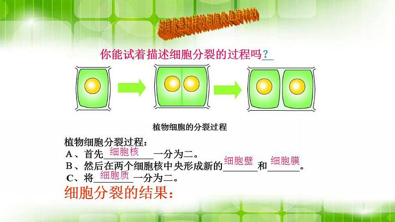 苏科版生物七年级上册 3.5.1细胞的分裂和分化 同步课件07