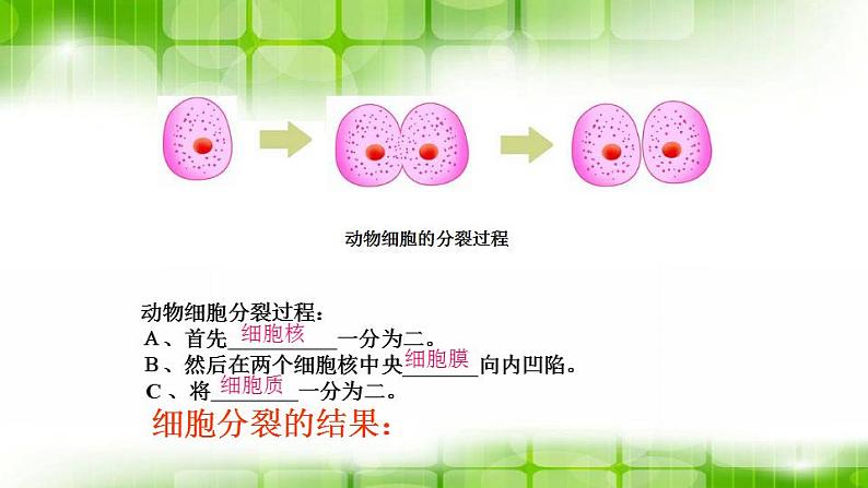 苏科版生物七年级上册 3.5.1细胞的分裂和分化 同步课件08