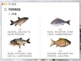 人教版生物七年级上册 2.2.2 脊椎动物—鱼 同步课件