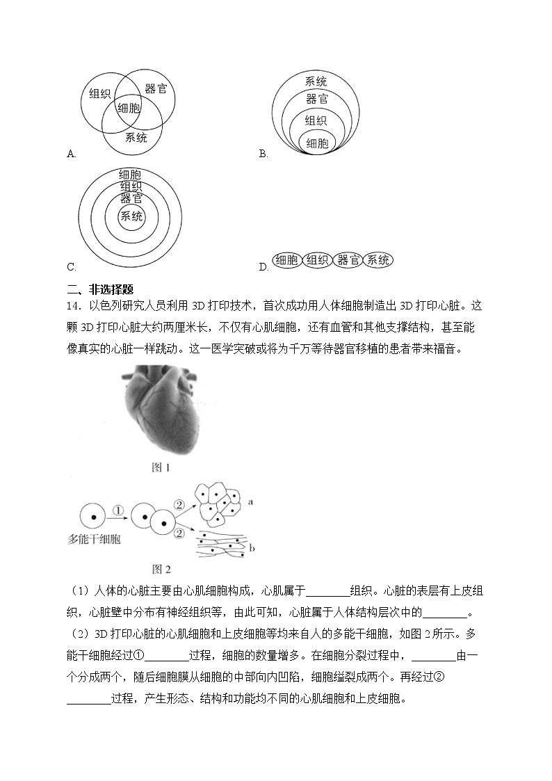 1.3.2动物体的结构层次——人教版（2024）七年级生物上册同步课时作业03