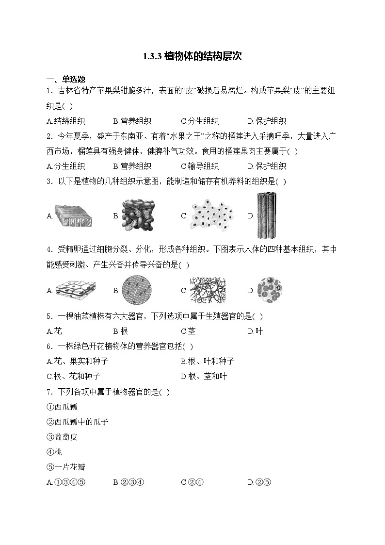 1.3.3 植物体的结构层次——人教版（2024）七年级生物上册同步课时作业01