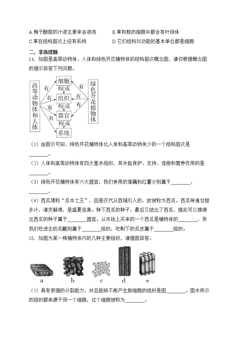 1.3.3 植物体的结构层次——人教版（2024）七年级生物上册同步课时作业03