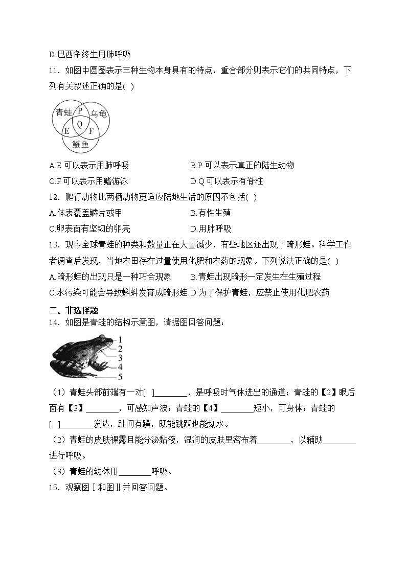 2.2.2.2两栖动物和爬行动物——人教版（2024）七年级生物上册同步课时作业03