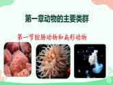 【核心素养】人教版初中生物八年级上册5.1.1《腔肠动物和扁形动物》课件＋课时练习＋教案（含教学反思）