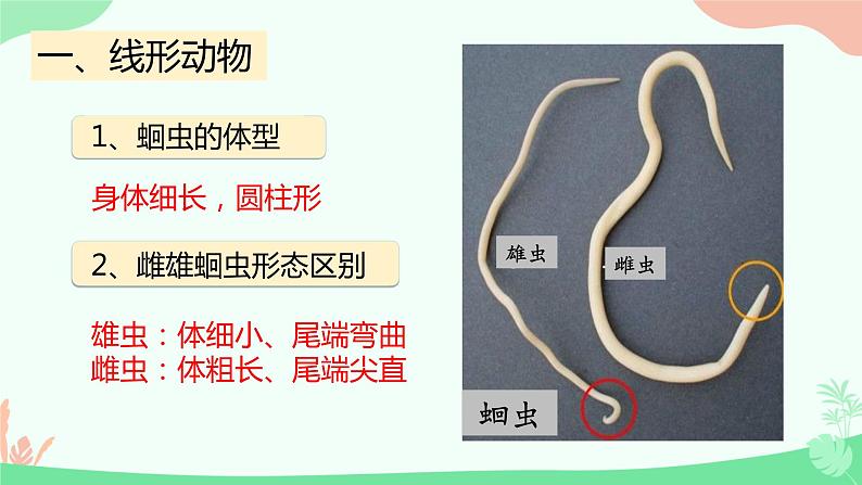 【核心素养】人教版初中生物八年级上册5.1.2《线形动物和环节动物》课件＋课时练习＋教案（含教学反思）06