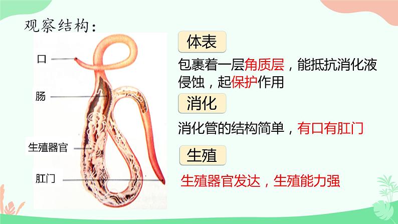 【核心素养】人教版初中生物八年级上册5.1.2《线形动物和环节动物》课件＋课时练习＋教案（含教学反思）07