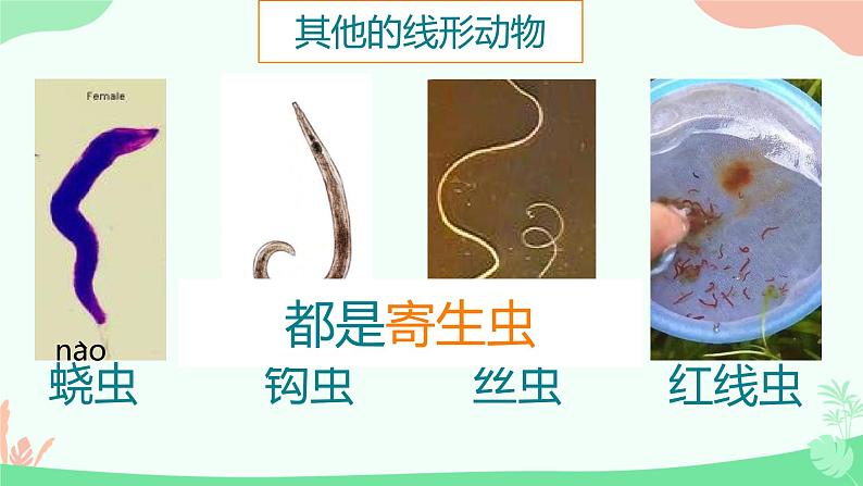 【核心素养】人教版初中生物八年级上册5.1.2《线形动物和环节动物》课件＋课时练习＋教案（含教学反思）08