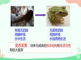 【核心素养】人教版初中生物八年级上册5.1.5《两栖动物和爬行动物》课件＋课时练习＋教案（含教学反思）