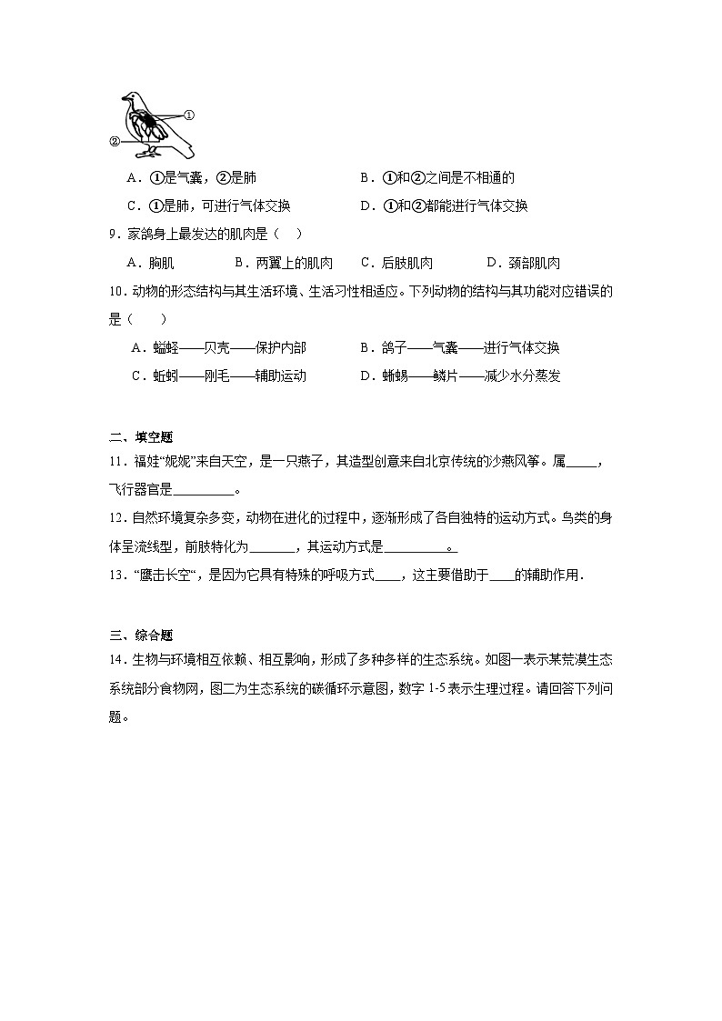 【核心素养】人教版初中生物八年级上册5.1.6《鸟》课件＋课时练习＋教案（含教学反思）02
