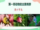 【核心素养】人教版初中生物八年级上册5.1.6《鸟》课件＋课时练习＋教案（含教学反思）