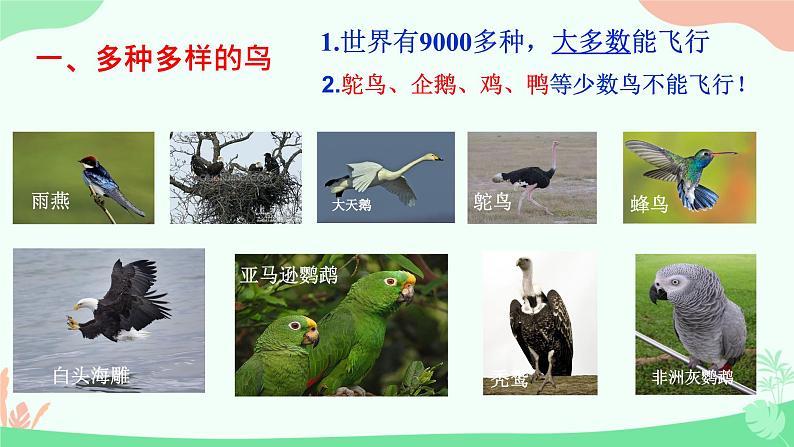 【核心素养】人教版初中生物八年级上册5.1.6《鸟》课件第4页