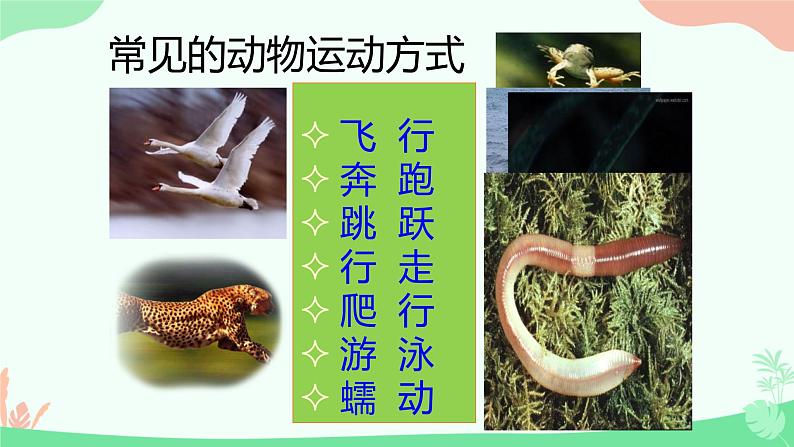 【核心素养】人教版初中生物八年级上册5.2.1《动物的运动》课件第5页