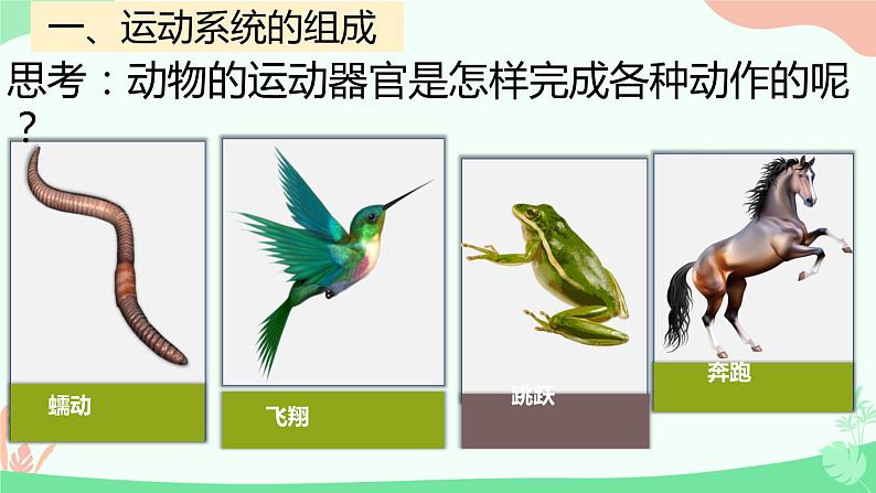 【核心素养】人教版初中生物八年级上册5.2.1《动物的运动》课件第6页