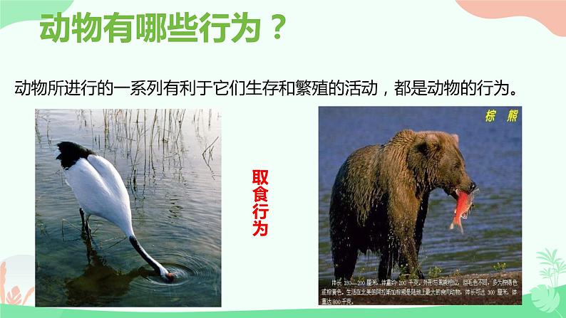 【核心素养】人教版初中生物八年级上册5.2.2《先天性行为和学习行为》课件＋课时练习＋教案（含教学反思）04