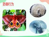 【核心素养】人教版初中生物八年级上册5.2.2《先天性行为和学习行为》课件＋课时练习＋教案（含教学反思）