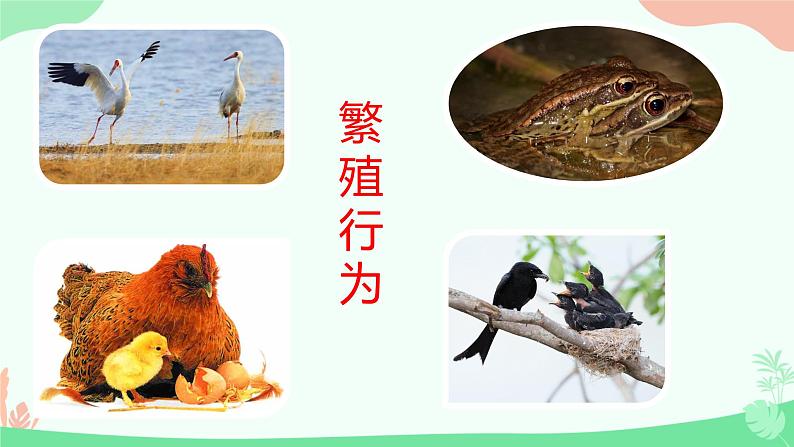 【核心素养】人教版初中生物八年级上册5.2.2《先天性行为和学习行为》课件＋课时练习＋教案（含教学反思）07