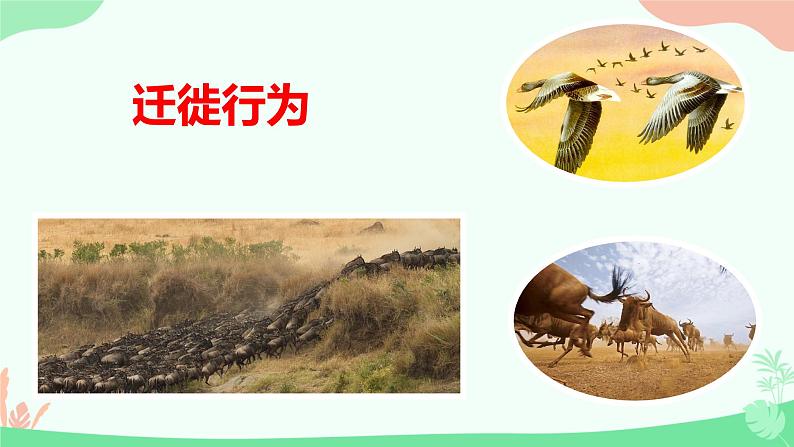 【核心素养】人教版初中生物八年级上册5.2.2《先天性行为和学习行为》课件＋课时练习＋教案（含教学反思）08