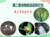 【核心素养】人教版初中生物八年级上册5.2.3《社会行为》课件＋课时练习＋教案（含教学反思）
