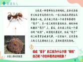 【核心素养】人教版初中生物八年级上册5.2.3《社会行为》课件＋课时练习＋教案（含教学反思）