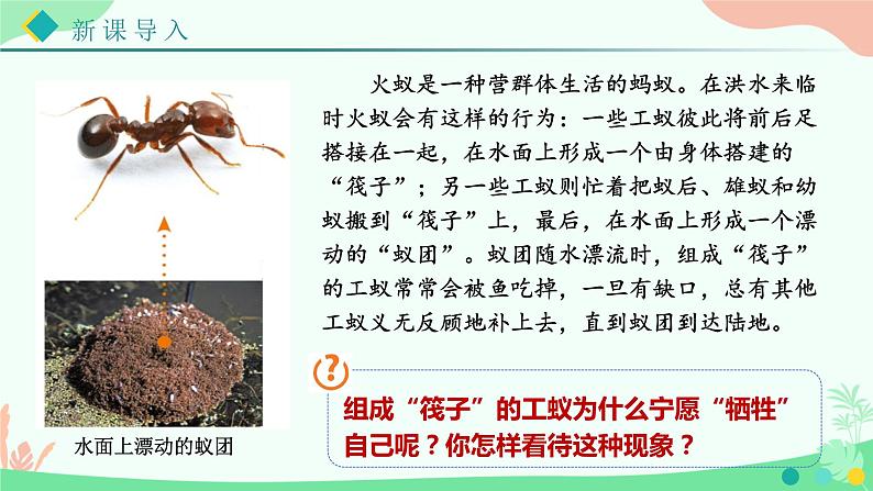 【核心素养】人教版初中生物八年级上册5.2.3《社会行为》课件＋课时练习＋教案（含教学反思）03