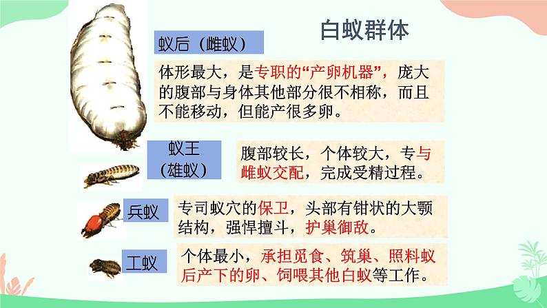 【核心素养】人教版初中生物八年级上册5.2.3《社会行为》课件＋课时练习＋教案（含教学反思）06