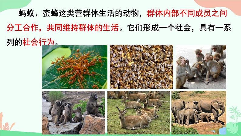 【核心素养】人教版初中生物八年级上册5.2.3《社会行为》课件＋课时练习＋教案（含教学反思）07