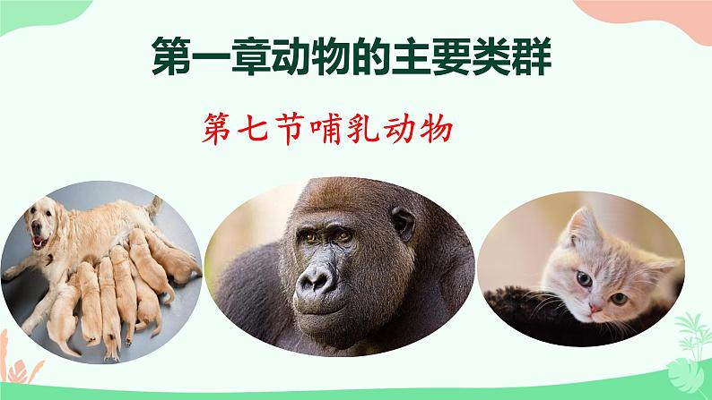 【核心素养】人教版初中生物八年级上册5.1.7《哺乳动物》课件＋课时练习＋教案（含教学反思）01