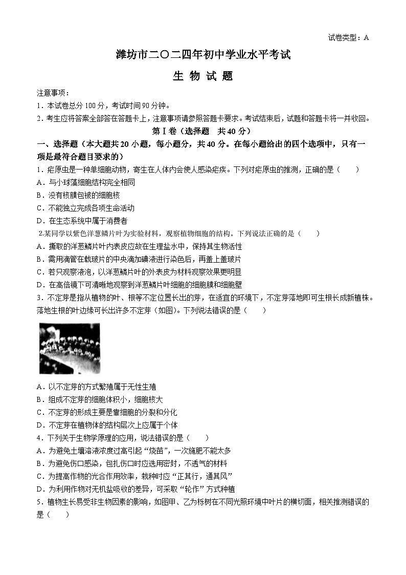 2024年山东省潍坊市中考生物试题(无答案)01