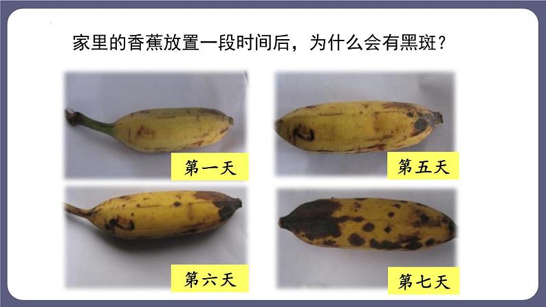 八年级人教版生物学课件细菌和真菌的分布第2页