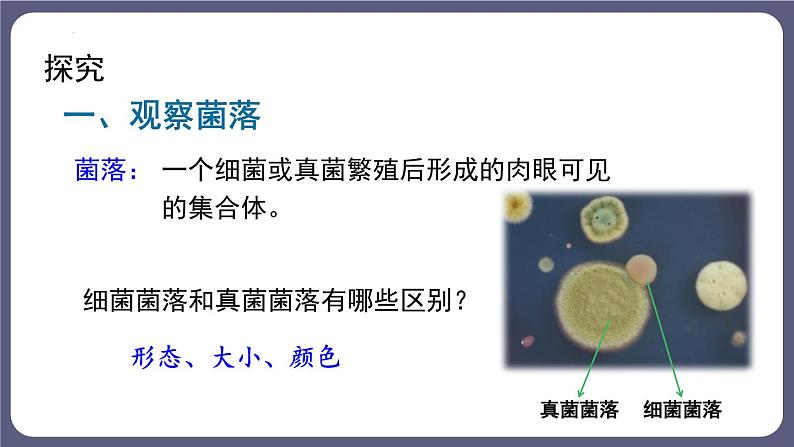 八年级人教版生物学课件细菌和真菌的分布第5页